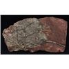 Image 1 : 1238g Rare Scyphocrinites Crinoid Fossil (MIN-006018)