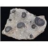 Image 1 : 1216g Polished Ammonite Fossil Cluster (MIN-006089)