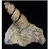 Image 1 : 239g Rare Hyphantoceras Reussianum Ammonite Fossil (MIN-006120)