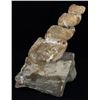 Image 1 : 743g Rare Hyphantoceras Reussianum Ammonite Fossil (MIN-006121)