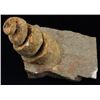 Image 1 : 844g Rare Hyphantoceras Reussianum Ammonite Fossil (MIN-006122)