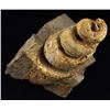 Image 2 : 844g Rare Hyphantoceras Reussianum Ammonite Fossil (MIN-006122)