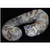 Image 1 : 1600g Rare Heteromorph Ammonite Fossil (MIN-006124)