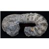 Image 1 : 2467g Rare Heteromorph Ammonite Fossil (MIN-006129)