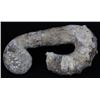 Image 1 : 4223g Rare Heteromorph Ammonite Fossil (MIN-006131)