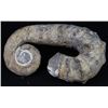 Image 1 : 4338g Rare Heteromorph Ammonite Fossil (MIN-006134)