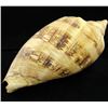 Image 1 : Scarce Collectible Voluta Magnifica Shell (SHL-000004)