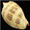 Image 2 : Scarce Collectible Voluta Magnifica Shell (SHL-000004)