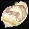 Image 1 : Handcarved Gastropod Shell (SHL-000158)