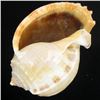 Image 2 : Handcarved Gastropod Shell (SHL-000158)