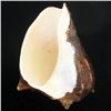 Image 2 : Handcarved Gastropod Shell (SHL-000168)