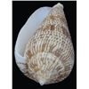 Image 1 : Scarce Collectible Conus Armandillo Shell (SHL-000172)