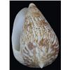 Image 1 : Scarce Collectible Conus Armandillo Shell (SHL-000174)