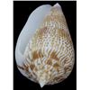 Image 1 : Scarce Collectible Conus Armandillo Shell (SHL-000177)
