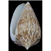 Image 1 : Scarce Collectible Conus Armandillo Shell (SHL-000179)