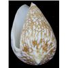 Image 1 : Scarce Collectible Conus Armandillo Shell (SHL-000180)