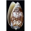 Image 1 : Scarce Collectible Oliva Porphyria Shell (SHL-000221)