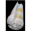 Image 1 : Scarce Collectible Conus Pramparti Shell (SHL-000238)