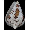 Image 1 : Scarce Collectible Conus Archon Shell (SHL-000254)