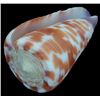 Image 1 : Scarce Collectible Conus Tessulatus Shell (SHL-000259)