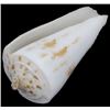 Image 1 : Scarce Collectible Conus Tribblei Shell (SHL-000264)