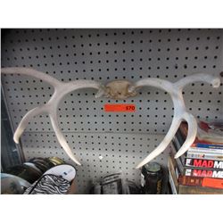 Animal antlers