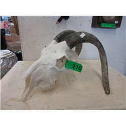 Goat Skull