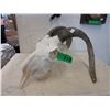 Image 1 : Goat Skull