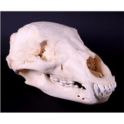 Montana Black Bear Skull