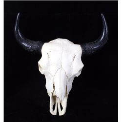 Montana Wild Buffalo Bison Skull