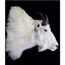 Montana Mountain Goat Shoulder Mount