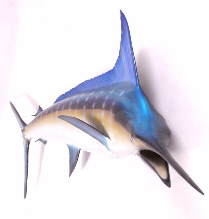 Blue Marlin Trophy Wall Mount
