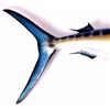 Image 8 : Blue Marlin Trophy Wall Mount