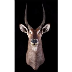 Waterbuck African Trophy Shoulder Mount