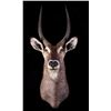 Image 1 : Waterbuck African Trophy Shoulder Mount