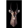 Image 2 : Waterbuck African Trophy Shoulder Mount