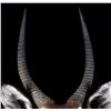 Image 3 : Waterbuck African Trophy Shoulder Mount