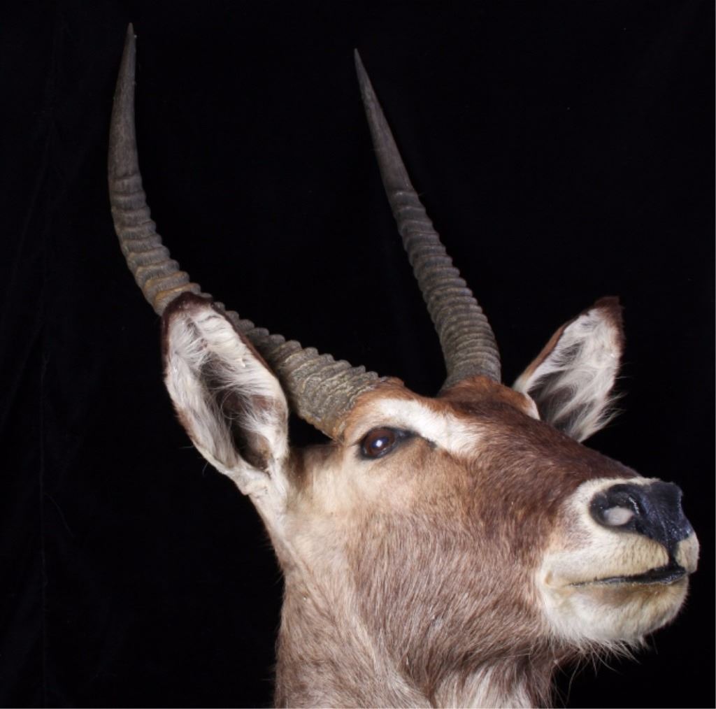 Waterbuck African Trophy Shoulder Mount