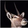 Image 4 : Waterbuck African Trophy Shoulder Mount