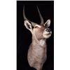 Image 5 : Waterbuck African Trophy Shoulder Mount
