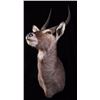 Image 6 : Waterbuck African Trophy Shoulder Mount