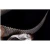 Image 7 : Waterbuck African Trophy Shoulder Mount