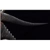 Image 8 : Waterbuck African Trophy Shoulder Mount