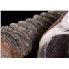 Image 9 : Waterbuck African Trophy Shoulder Mount
