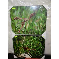 PAIR OF BUG PICTURES