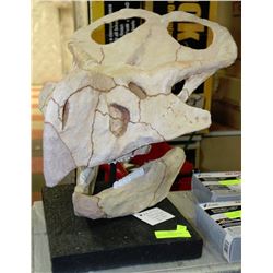 ADULT SIZE PROTOCERATOPS MODEL SKULL DISPLAY
