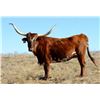 Image 1 : HCR Rodeo Ghost