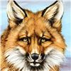 Image 2 : Fantastic Fox by Martin Katon