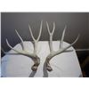 Image 1 : Naturally Shed Antlers Pair