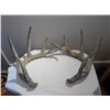 Image 1 : Naturally Shed Antlers Pair